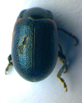 Image of <i>Chrysolina sanguinolenta</i>