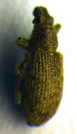 Image of Sweetclover Weevil