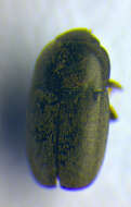 Image of Afrogethes planiusculus