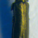 Image of Aphanisticus elongatus (Villa & Villa 1835)