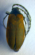 Image of <i>Pseudocistela ceramboides</i>