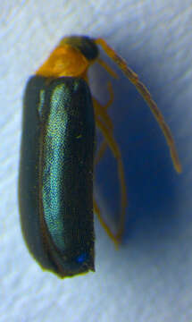 Image of <i>Conopalpus brevicollis</i>