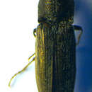 Image of <i>Cidnopus pilosus</i>