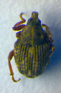 Image of European weevil