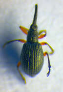 Image of Protapion trifolii