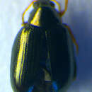 Image of <i>Psylliodes instabilis</i>