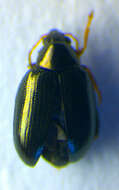 Image of <i>Psylliodes instabilis</i>