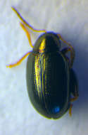 Image of <i>Psylliodes instabilis</i>