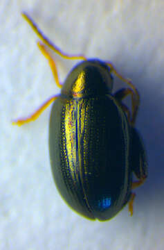 Image of <i>Psylliodes instabilis</i>