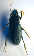 Harpalus (Harpalus) rufipalpis Sturm 1818 resmi