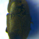 Image of Sagittogethes obscurus