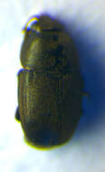 Image of Sagittogethes obscurus