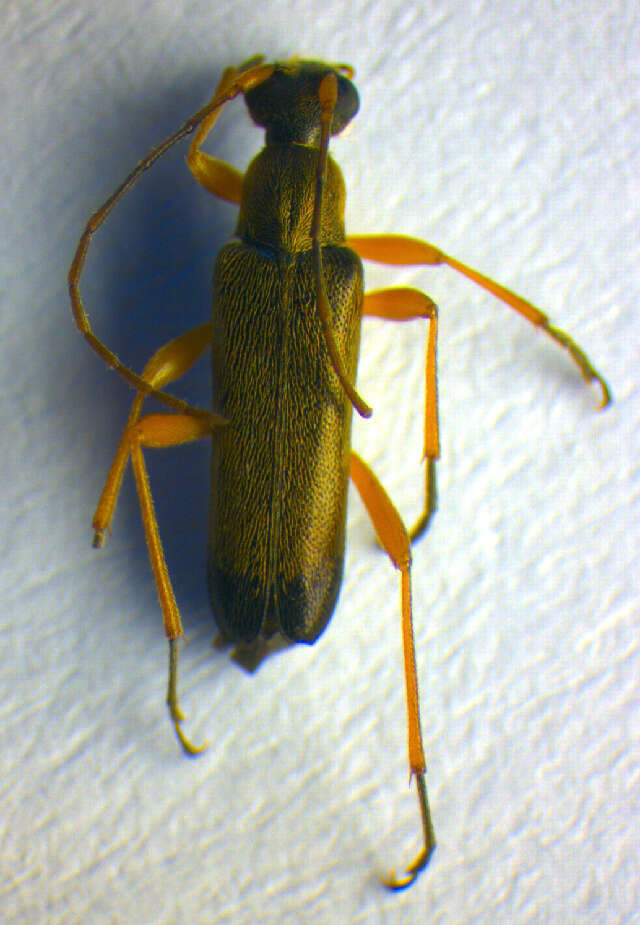 Image of Grammoptera ustulata (Schaller 1783)