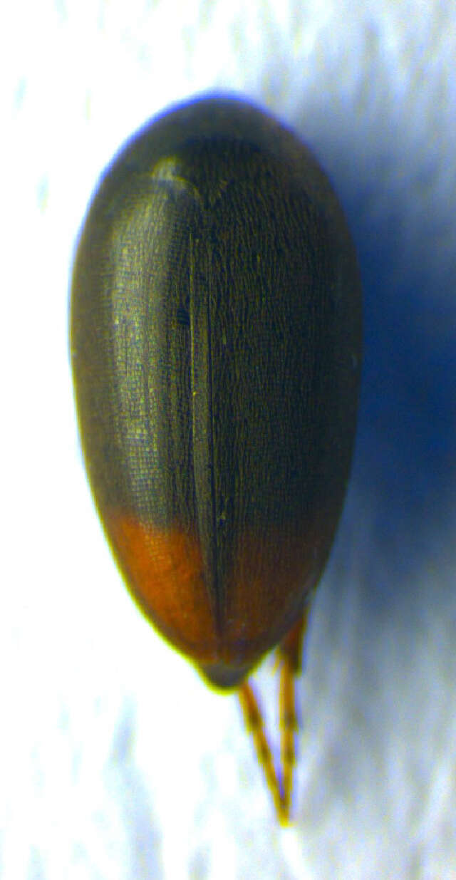 Image of <i>Eucinetus haemorrhoidalis</i>