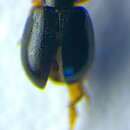 Image of <i>Aphthona pygmaea</i>