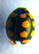 Image of <i>Coccinula quatuordecimpustulata</i>