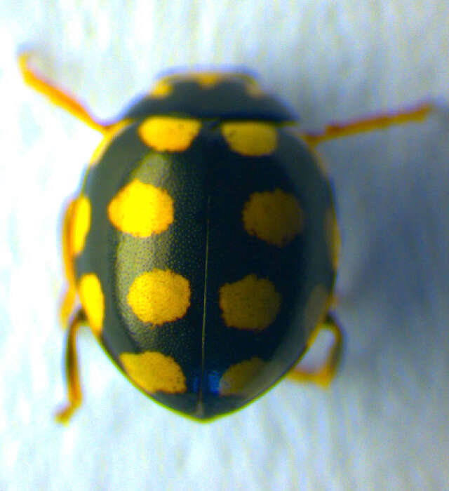 صورة <i>Coccinula quatuordecimpustulata</i>