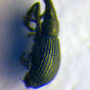 Image of Aizobius sedi