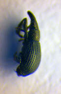 Image of Aizobius sedi