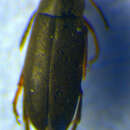 Image de <i>Anaspis pulicaria</i>