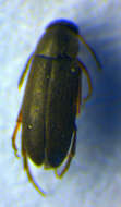 Image of <i>Anaspis pulicaria</i>