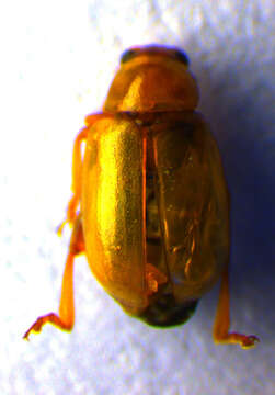 Image of Leaf beetle