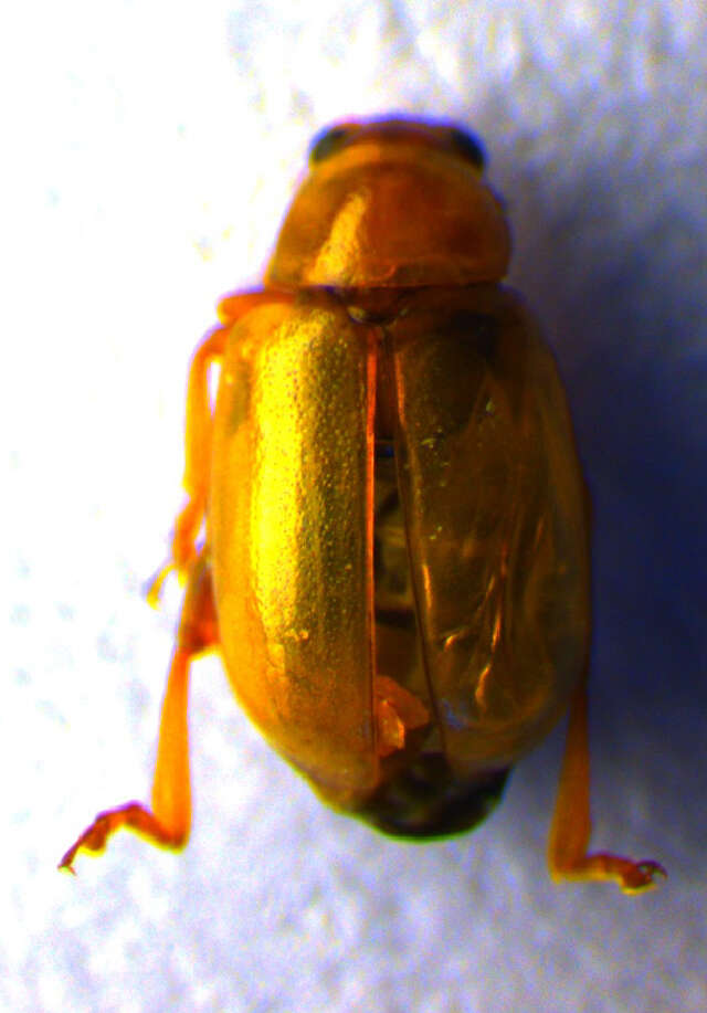 Image of Leaf beetle