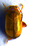 Image of Leaf beetle