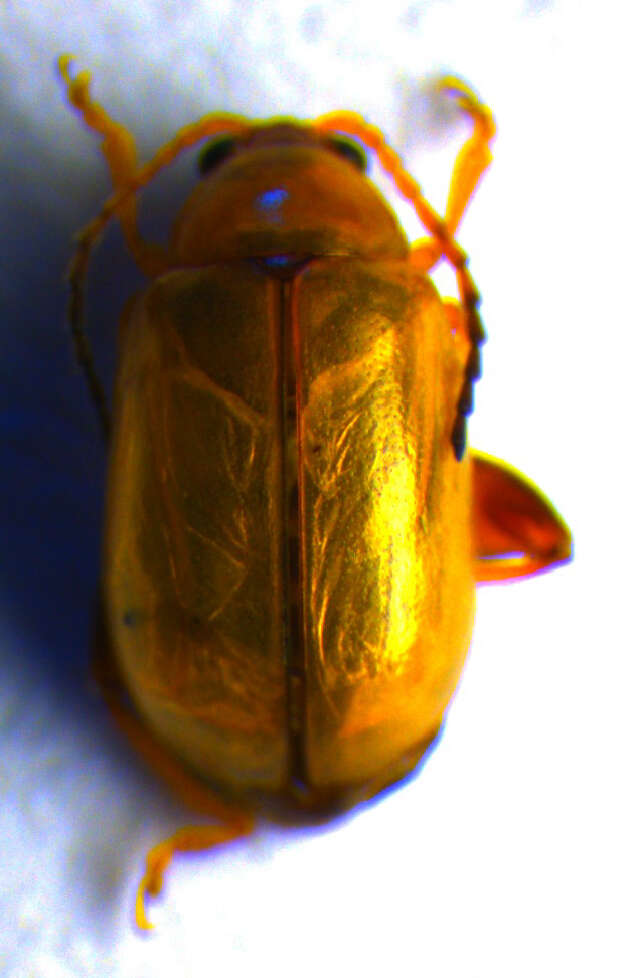 Image of Leaf beetle