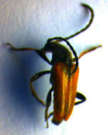 Image of Pseudovadonia