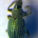 Image of <i>Phrissotrichum rugicolle</i>