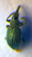 Image of <i>Phrissotrichum rugicolle</i>