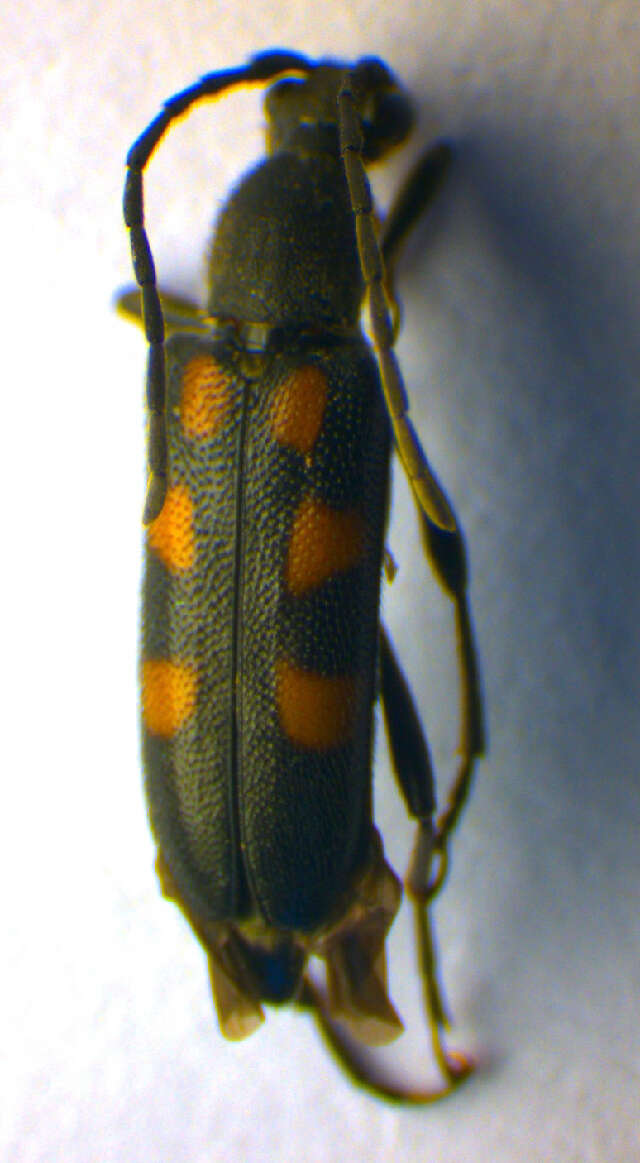Image of Anoplodera sexguttata (Fabricius 1775)
