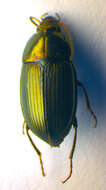 Image of Ground beetle