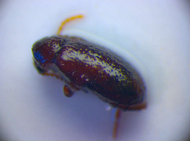 Image of <i>Ochina ptinoides</i>