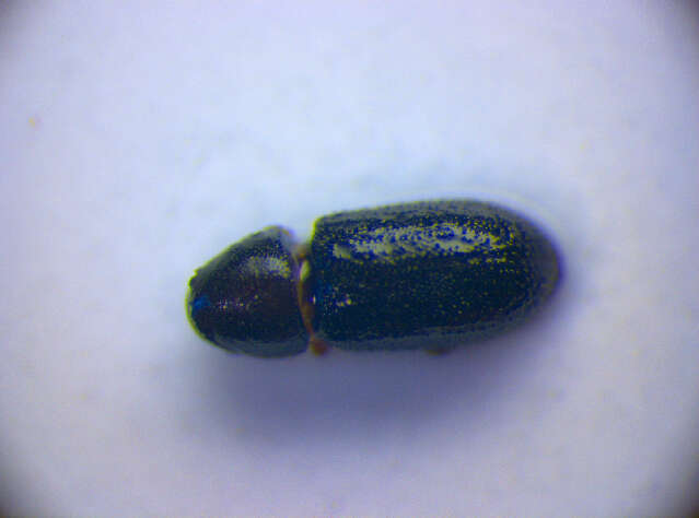 Image of <i>Orthocis pygmaeus</i>