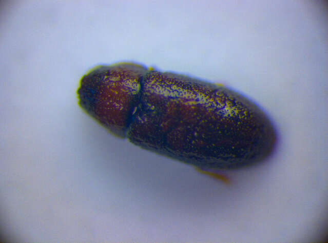 Image of <i>Orthocis vestitus</i>