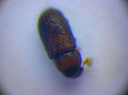 Image of <i>Orthocis vestitus</i>