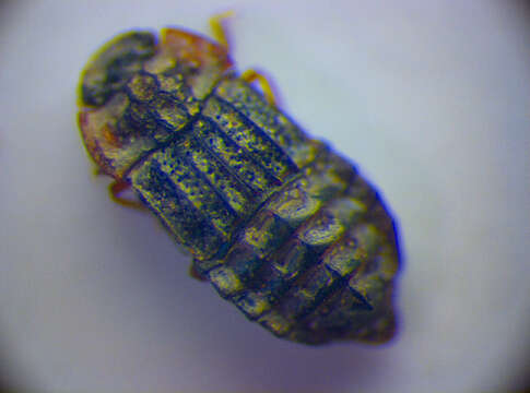 Image of Micropeplus