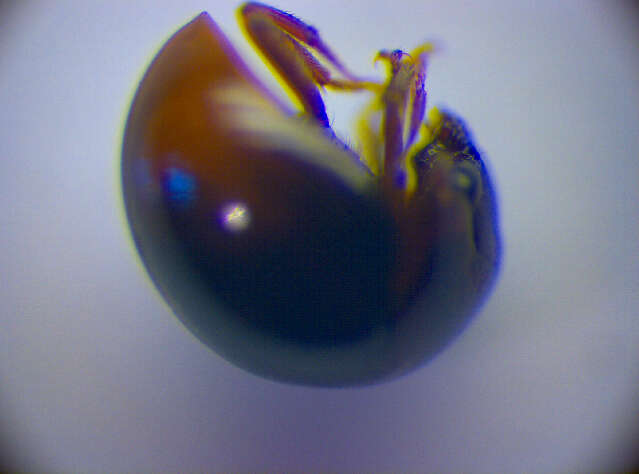 Image of Agathidium (Neoceble) varians Beck 1817
