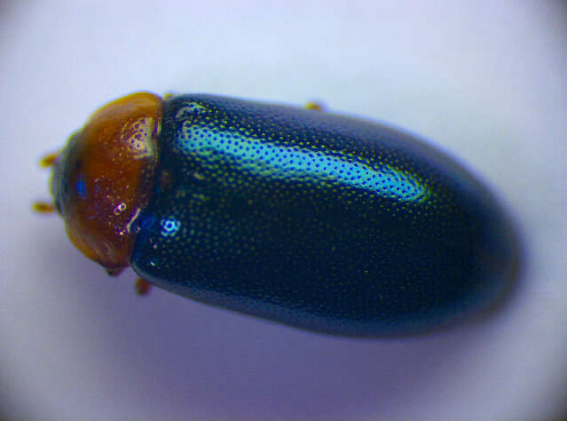 Слика од <i>Tetratoma fungorum</i>