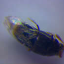 صورة Oligota granaria Erichson 1837