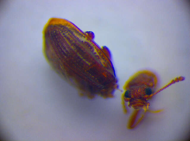 صورة <i>Stephostethus rugicollis</i>