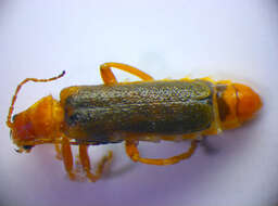 Imagem de <i>Cantharis pallida</i>