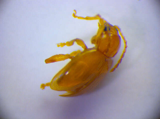 Image of <i>Neocrepidodera ferruginea</i>