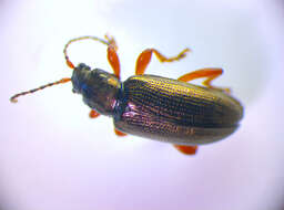 Image of <i>Plateumaris rustica</i>