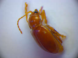 Imagem de <i>Neocrepidodera brevicollis</i>