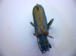 Image of <i>Anogcodes ustulata</i>