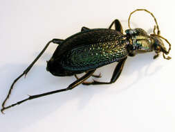 Image of Blue Ground Beetle