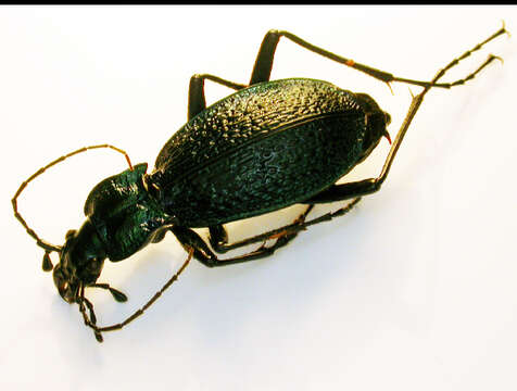 Image of Blue Ground Beetle